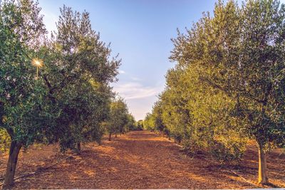 Footpath amidst trees on field against sky