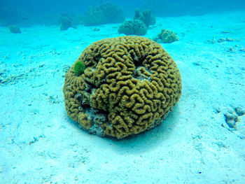 Close-up of turtle in sea