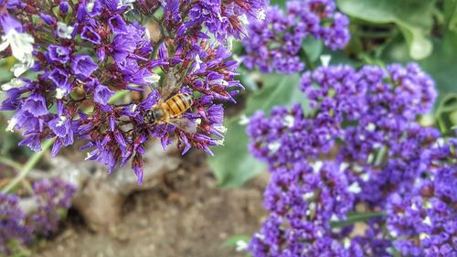 Close-up of purple flowers blooming outdoors