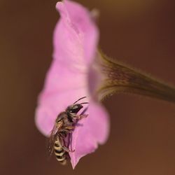 Close-up of bee on purple flower