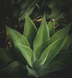 Close-up of succulent plant leaves