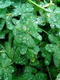 Full frame shot of wet leaves