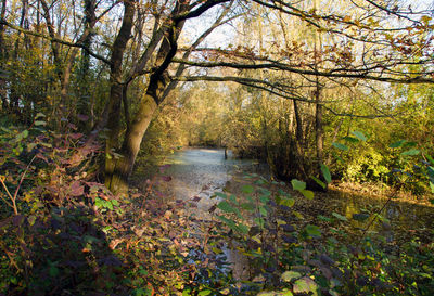 Trees in forest