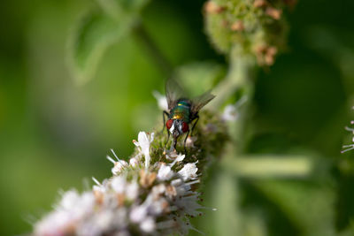 Close-up of insect on flower