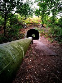 Pipe amidst trees in forest