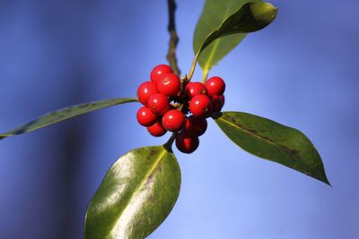 Close-up of red berries growing on tree