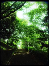 Footpath amidst trees in forest