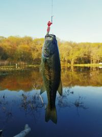 View of fish hanging in lake against sky