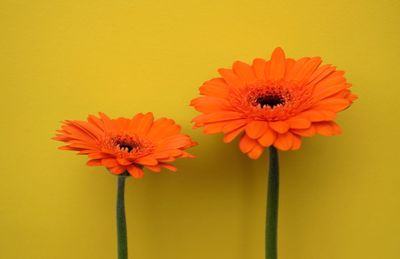 Close-up of orange flower against yellow background