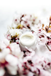 Close-up of flowers