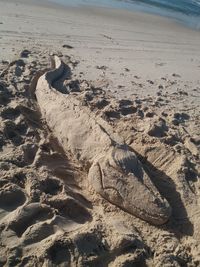 High angle view of animal on beach