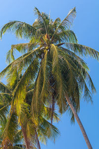 Low angle view of palm tree against sky