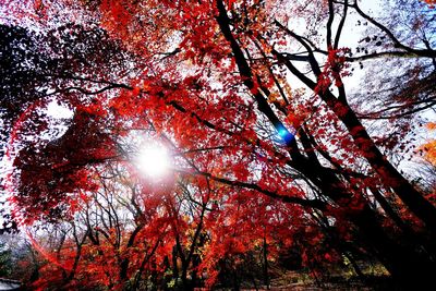 Low angle view of trees against sky