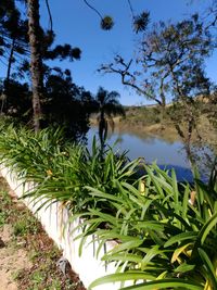 Plants by lake against sky