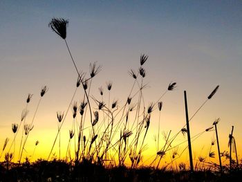 Silhouette plants growing on field against sky during sunset