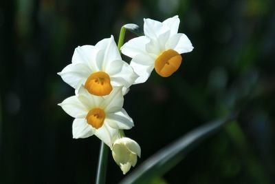 Close-up of white daffodils