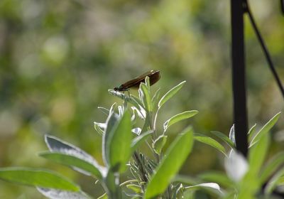 Close-up of butterfly on plant