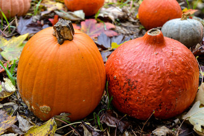 Close-up of pumpkins on field