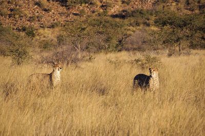 Cheetahs standing on field