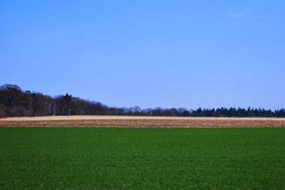 Scenic view of agricultural field against clear blue sky