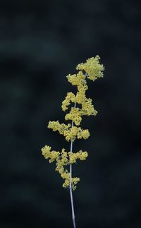 Close-up of yellow flowering plant