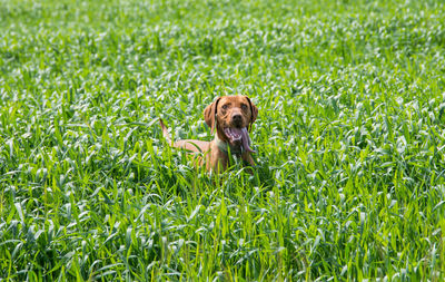 Portrait of golden retriever on field