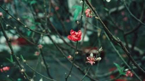 Close-up of red flowering plant