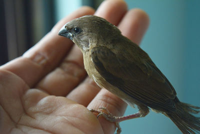 Close-up of hand holding bird