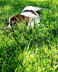 Plants growing on grassy field