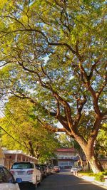 Trees in a row