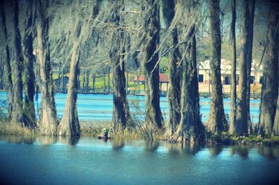 Scenic view of lake in forest