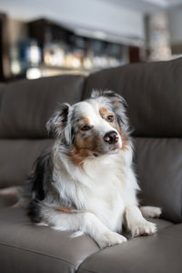 A blue merle australian shepherd is lying on a gray leather sofa. fluffy dog in apartment