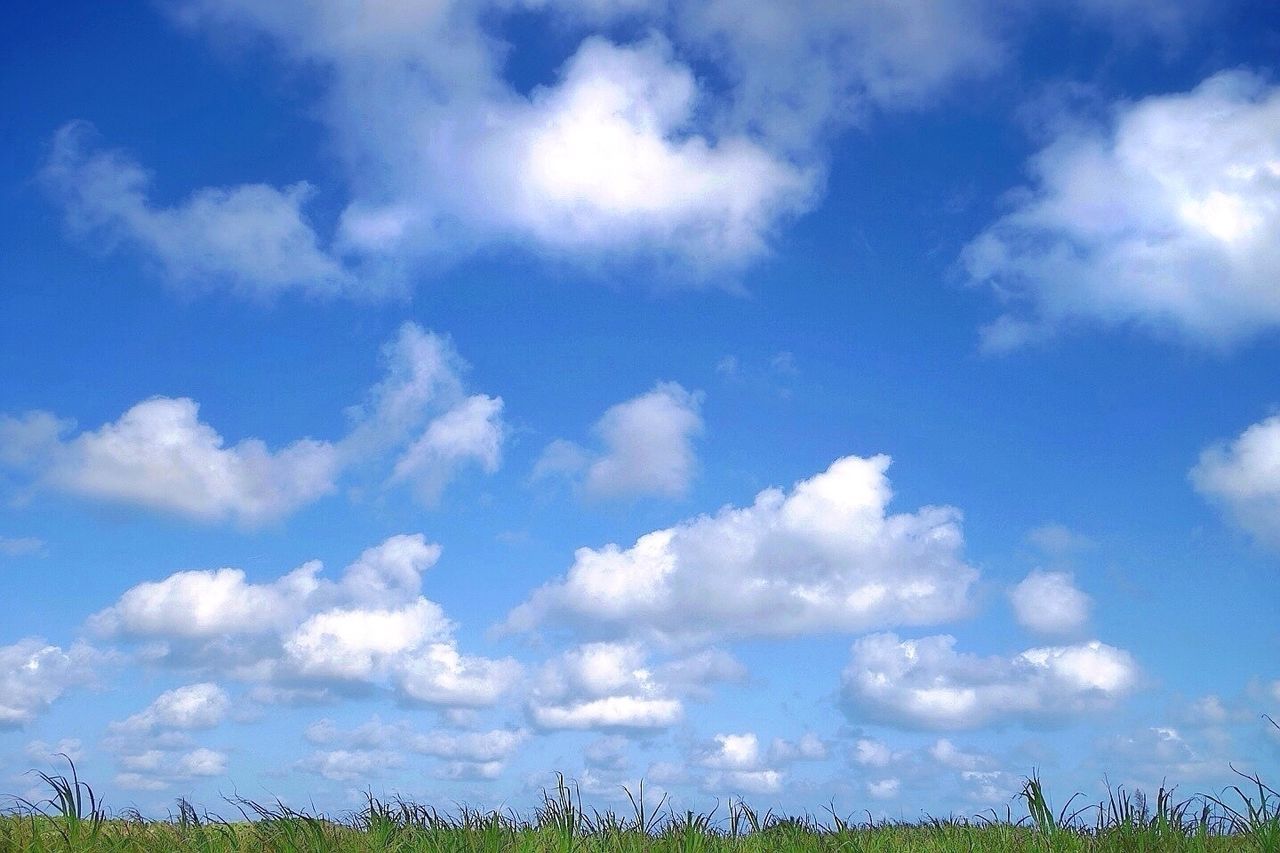 sky, blue, cloud - sky, low angle view, tranquility, beauty in nature, tranquil scene, nature, scenics, cloud, cloudy, growth, day, outdoors, no people, tree, idyllic, plant, non-urban scene, white color