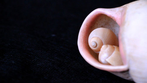 High angle view of seashells on table against black background