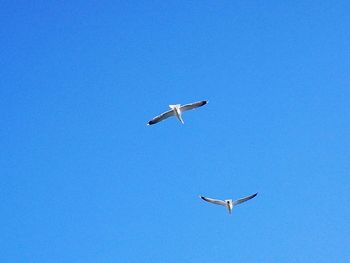 Low angle view of seagull flying against clear blue sky