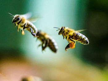 Close-up of bees buzzing at park