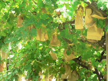 Full frame shot of green leaves