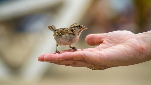 Close-up of hand holding  sparrow bird