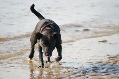 Dog standing on beach