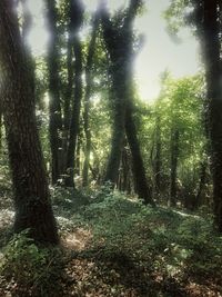 Trees growing in forest