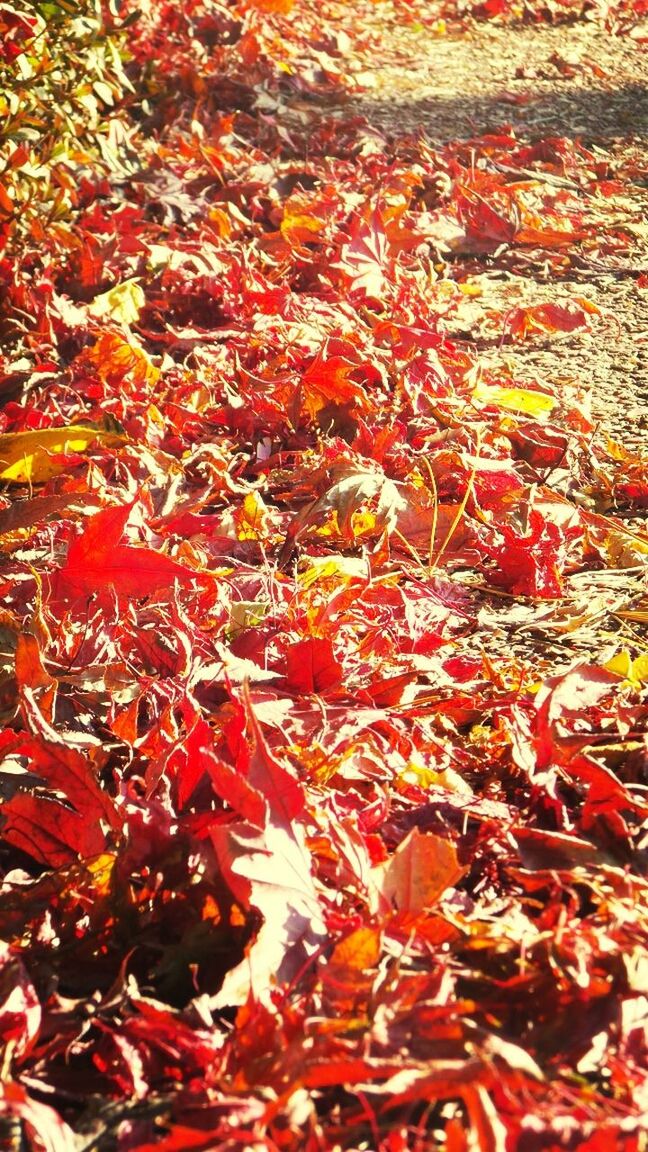 autumn, red, change, full frame, backgrounds, season, orange color, leaf, abundance, leaves, close-up, nature, no people, outdoors, vibrant color, beauty in nature, day, maple leaf, tranquility, selective focus