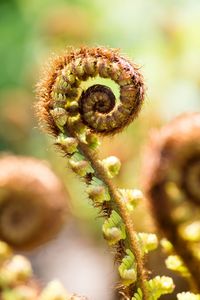 Close-up of flower bud