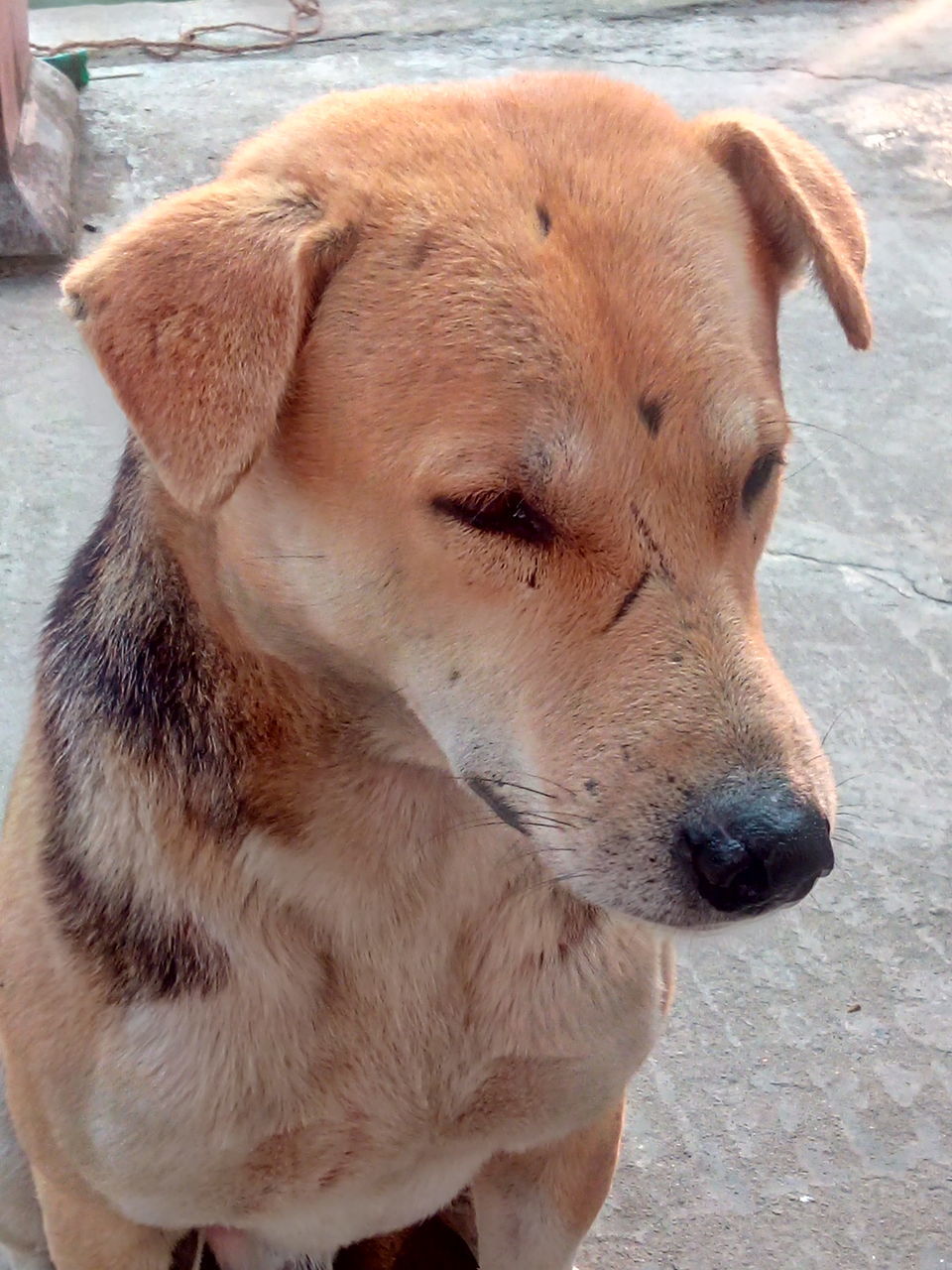 CLOSE-UP OF A DOG