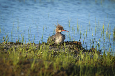 Plant growing on grassy field