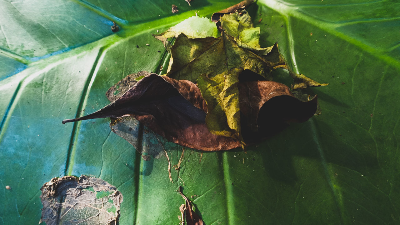 CLOSE-UP OF LIZARD