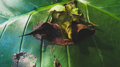 Close-up of a lizard