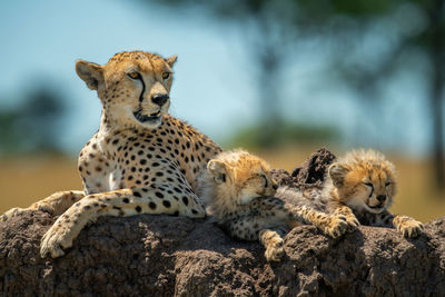 Cheetah with cubs lying on termite mound