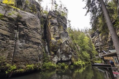 Trees growing on rock by river against sky