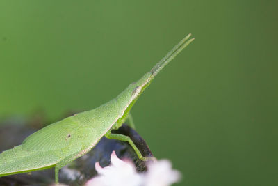 Close-up of lizard on leaf