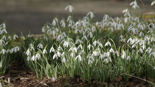 Close-up of white flowering plants on field